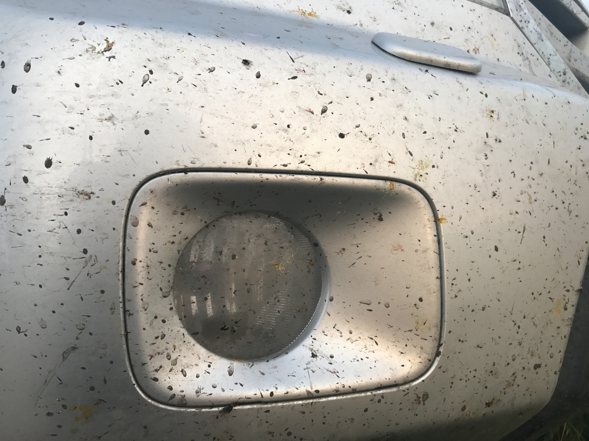Comment enlever les traces de moustiques sur carrosserie ?